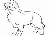 Kostenlos Haustiere Hund Ausmalbild Malvorlage Retrivier Colorare Labrador Disegni Malvorlagen Goldener Cani Drucken Hunde Ausdrucken Coloring Perros sketch template