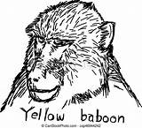 Baboon Head Vector Illustration Yellow Isolated Drawn Lines Sketch Hand Background Line Drawing sketch template