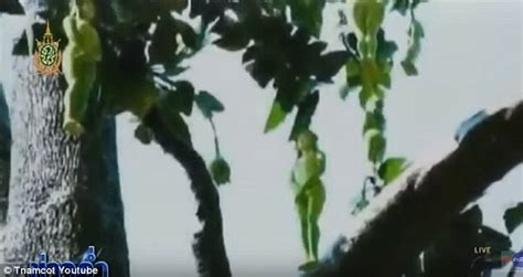 this tree produces fruit shaped like women