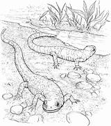 Coloring Lizard Pages Lizards Realistic Salamander Coloringbay sketch template