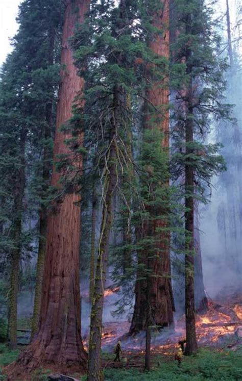 giant redwood trees endured frequent fires centuries   science