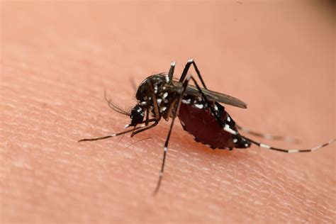 zika virus  houston