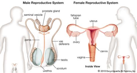 human reproductive system the female reproductive system