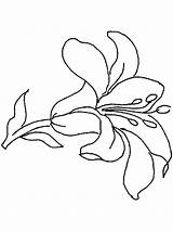 Coloring Pages Flower Lily Flowers Primarygames Lilies Printable Recommended Kids Print Visit Color sketch template