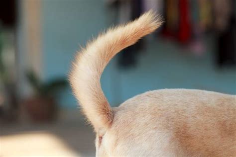 dogs tail         fit pets