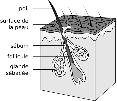 structure du cheveu wiki cheveux amino