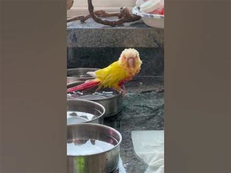 conure jumping  bath  bath bird parrot cute bath baby shorts youtube