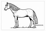 Colorir Cavalos Desenhos Cavalo Realista sketch template