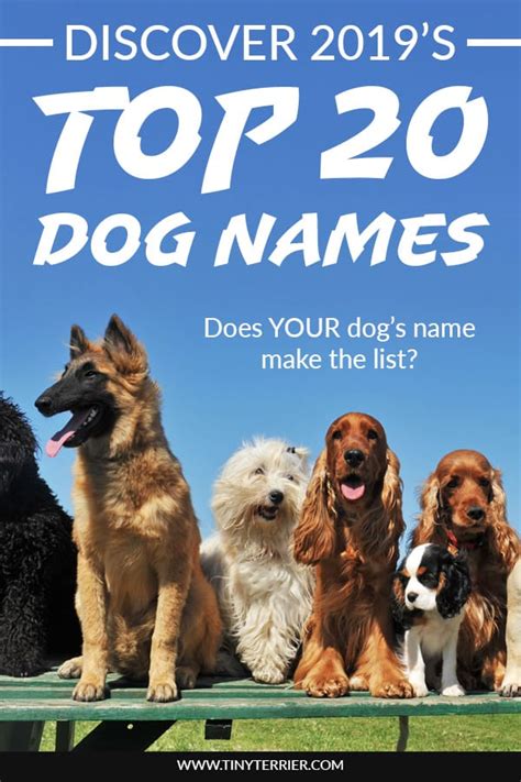 top   dog names   boys girls tiny terrier