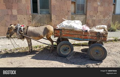 donkey cart cargo  image photo  trial bigstock