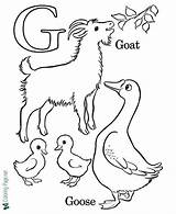 Coloring Alphabet Goat Pages sketch template
