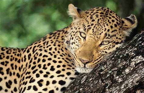africas top  safari animals    find