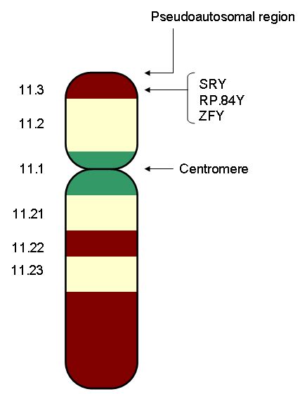 difference between x and y chromosome definition