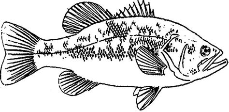 fishing target bass fish coloring pages  place  color
