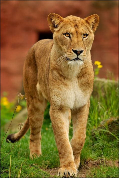 killer queen female lion big cats beautiful cats