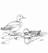 Mallard Germano Patos Reale Canard Ducks Ausmalbilder Ausmalbild Stockenten Coloriage ánade Stockente Anatra Germani Adults Enten sketch template