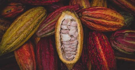 fresh cocoa seeds  planting row coco theobroma cocoa bean etsy