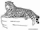 Pages Jaguar Coloring Animals Coloriage Realistic Printable Visiter sketch template