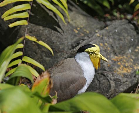 pictures  information  masked lapwing