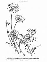 Coreopsis Designlooter Bernath sketch template