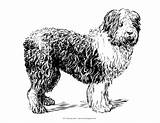 Coloring Pages Dog Realistic Cute Dogs Real Mycoloringland sketch template