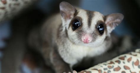 sugar gliders   insanely adorable pets   knew  needed