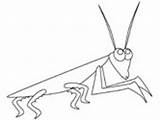 Mantis Praying Coloring Pages Insect Colouring Clip Book Library Clipart Popular Coloringhome Ws Line sketch template