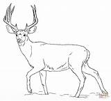 Deer Deers Buck Mule sketch template