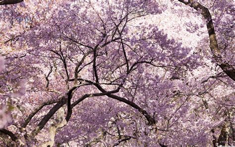 aesthetic blossom tree wallpapers wallpaper cave