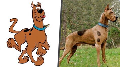 ‫شخصيات سكوبي دو في الحقيقة Scooby Doo Characters In Real
