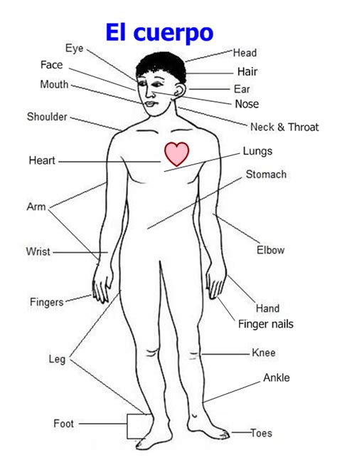 body parts diagram  spanish spanish body parts labelling worksheet