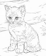Coloring Pages Cat Book Kitten Kids Kittens Adults sketch template
