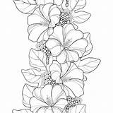 Hollyhock Illustrations Vector Pattern Seamless Flowers Alcea Rosea Outline Flower Stock Coloring sketch template