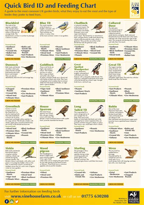 A Quick And Easy Guide To Bird Feeding Infographic Post
