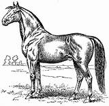 Horse Vintage Clip Coloring Clipart Sweetclipart sketch template