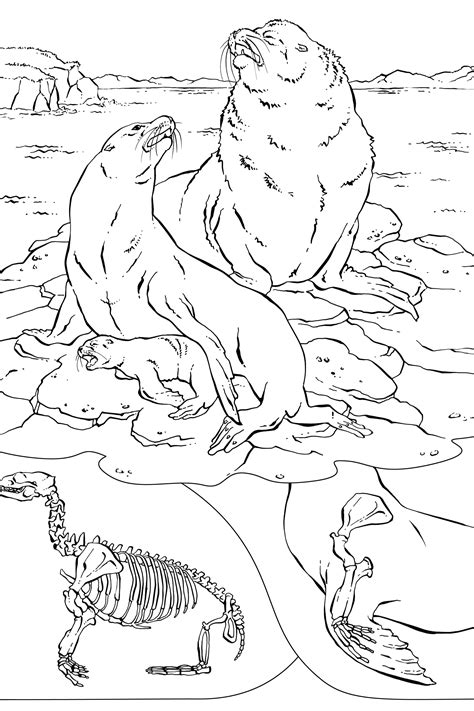 coloring book animals    coloring library