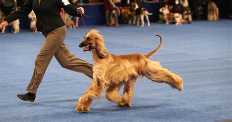 show dogs   common
