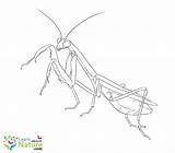 Coloring Mantis Pages sketch template