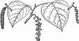 Cottonwood Branch Clipart Tree Etc Populus Trichocarpa Native Known Western America North Also Usf Edu Large sketch template