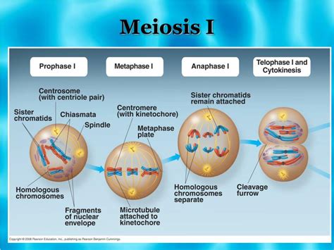 Ppt Meiosis Powerpoint Presentation Free Download Id 1824618