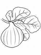Figs Fruits Gaddynippercrayons sketch template