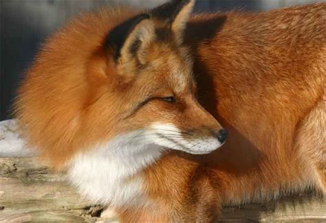 fox fur color