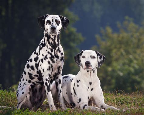 dalmatian dog info temperament puppies pictures