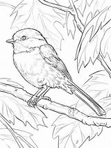 Coloring Pages Chickadee Birds sketch template