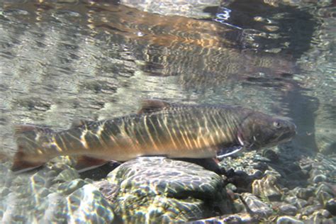 bull trout salmo watershed streamkeepers society