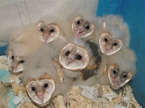 barn owls creepy but cute gallery ebaum s world