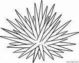 Urchin Coloringall sketch template