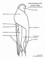 Muscles Thigh Posterior Coloring Anatomy Hip sketch template