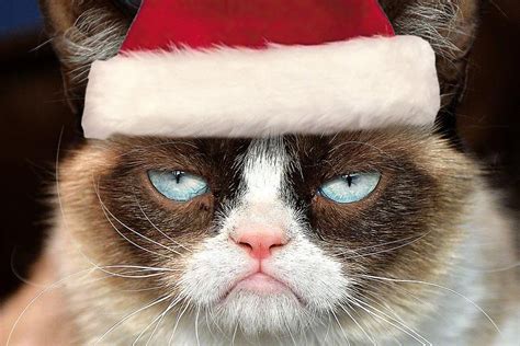 Grumpy Cat Christmas Quotes