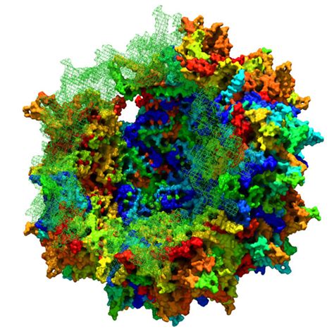 Biologists Recreate The Evolutionary Lineage Of Adeno Associated Viruses